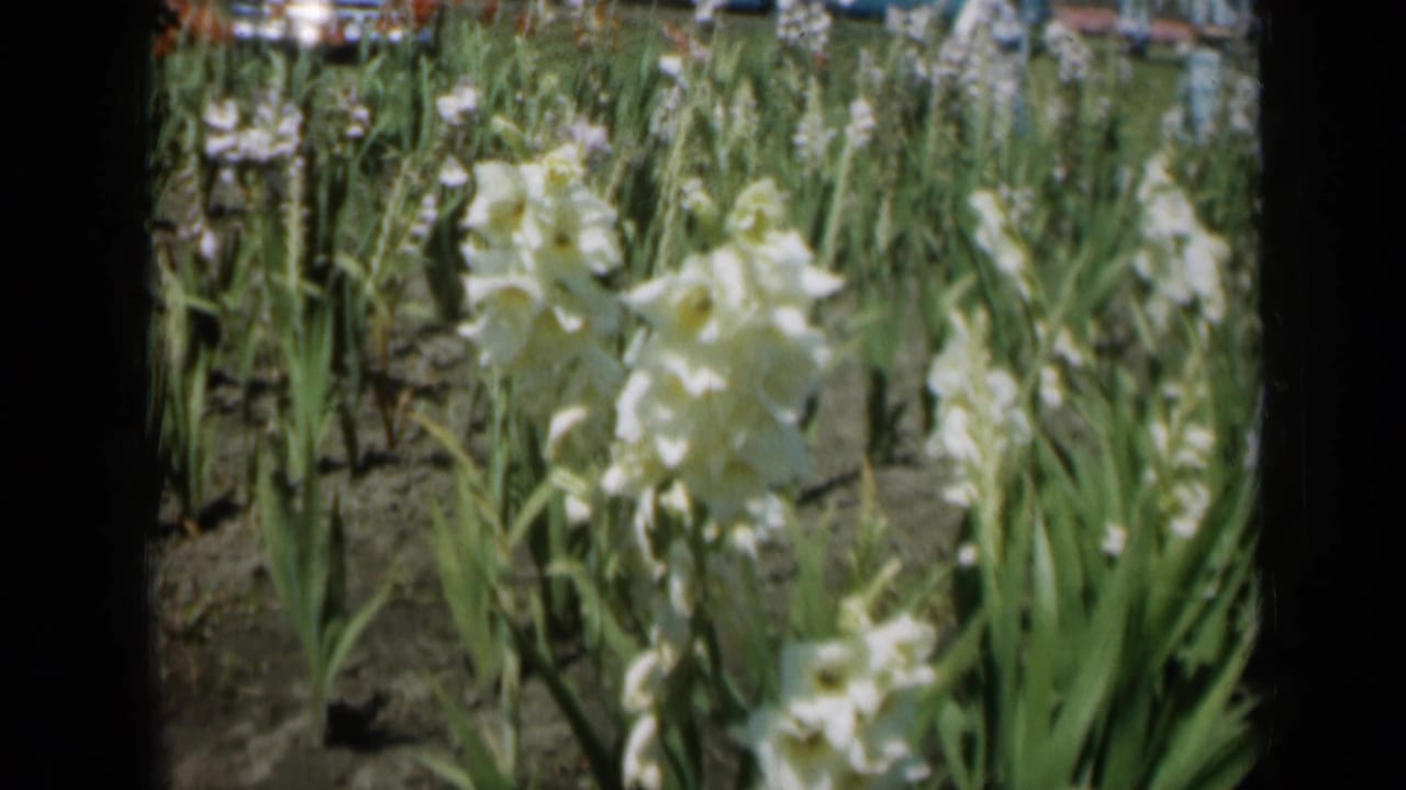 Close view of tall white flowers growing in rows with green stems and dark soil.
