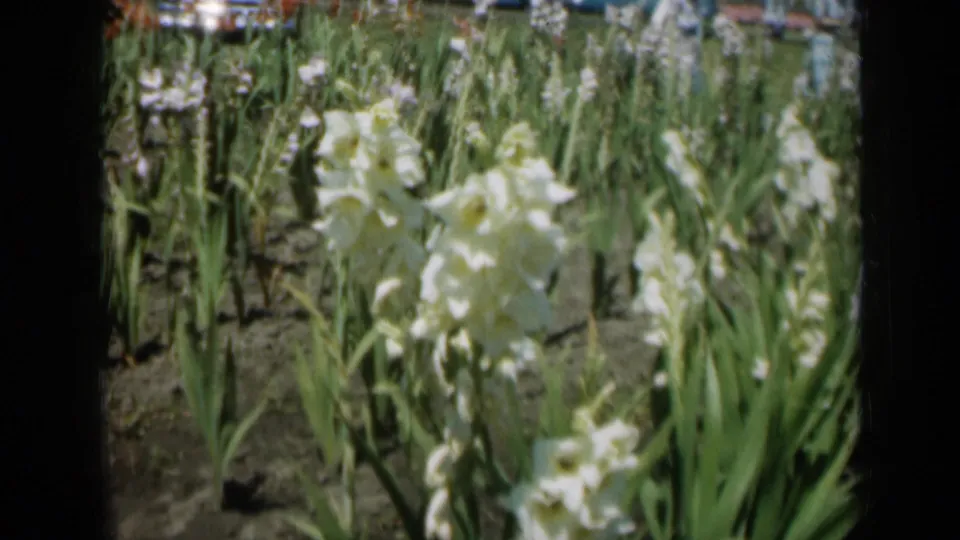 1961 Missouri 8mm frame showing tall white flowers in bloom, green stems, dark garden soil, and soft color-film texture.