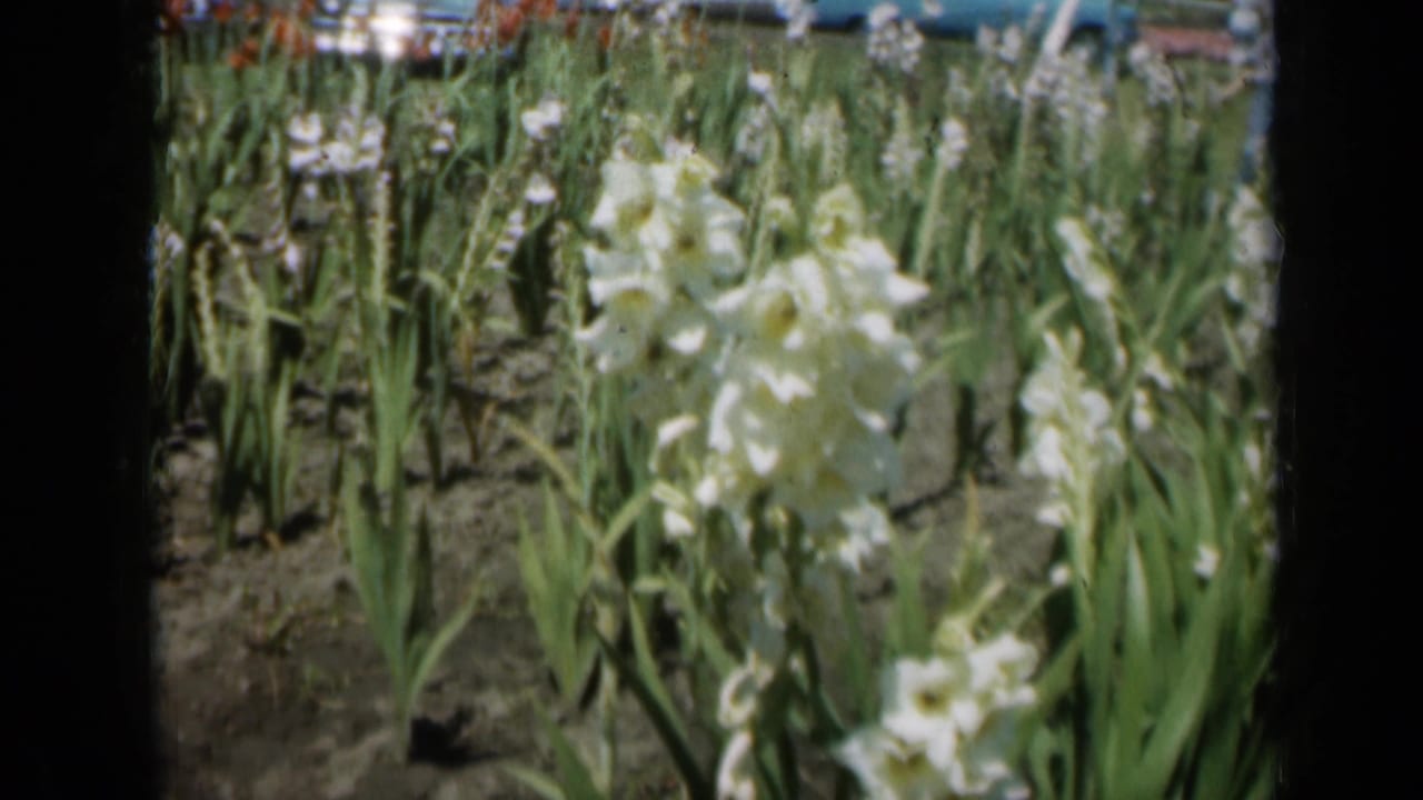 White flowers and green stalks fill the frame, with more blooms behind them.