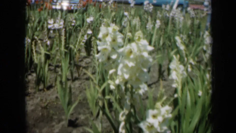 White flowers stand in a cultivated Missouri garden, with rows of stems receding into a soft 1960s home-movie background.
