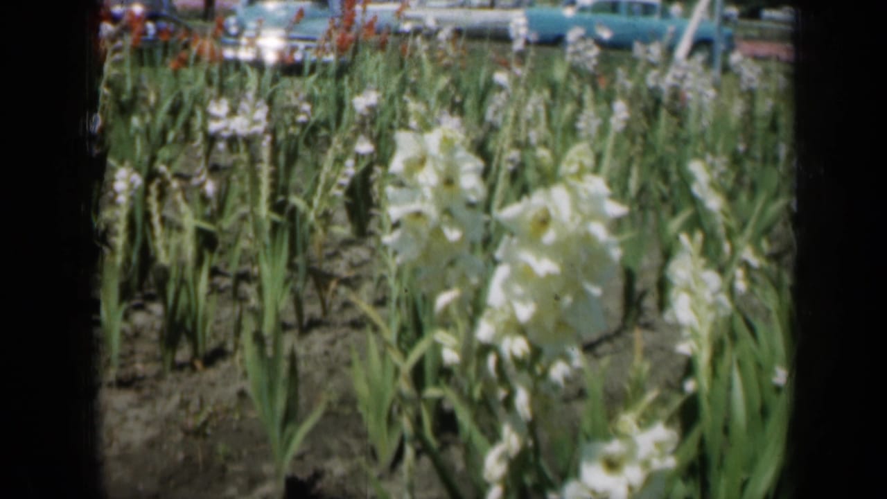 A close 8mm view of white blooms and green leaves in a cultivated Missouri flower row, with the handheld camera near the plants.