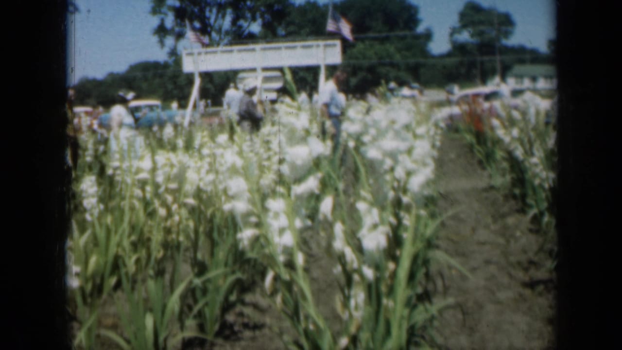 Missouri garden scene with rows of white flowers, distant visitors, a white sign, parked cars, trees, and blue sky in 1961 home-movie footage.