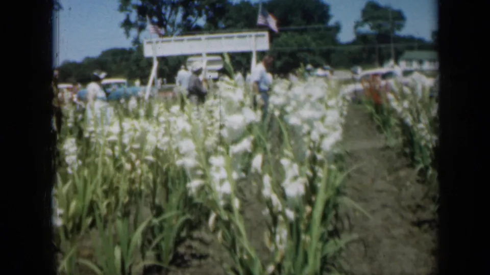 Missouri garden scene with rows of white flowers, distant visitors, a white sign, parked cars, trees, and blue sky in 1961 home-movie footage.