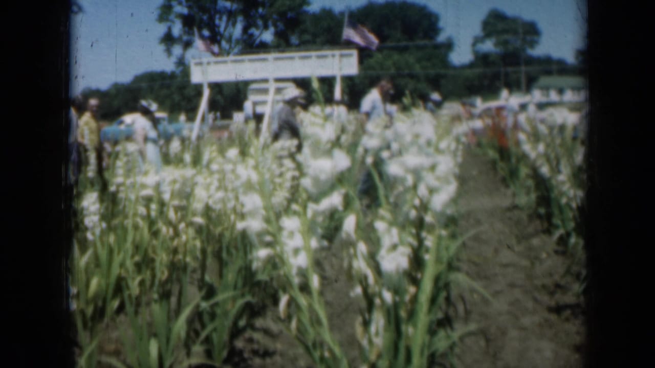 1961 Missouri home-movie frame showing adults walking along a dirt path between rows of white gladiolus, with cars and flags in the background.