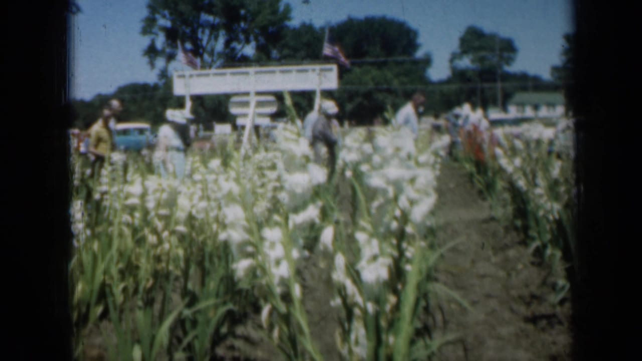 People stand and walk near white gladiolus rows with parked cars behind them.
