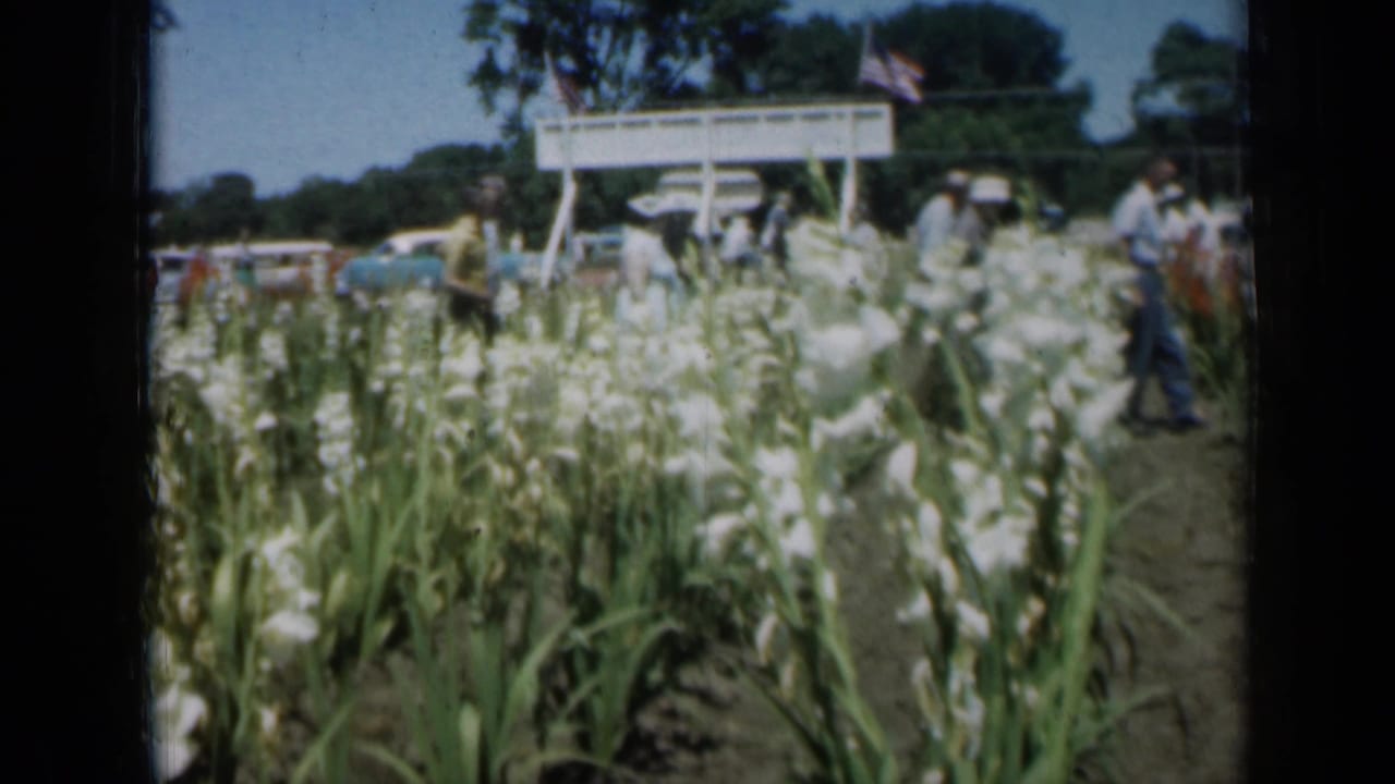 Home-movie view of white gladiolus beds in Missouri, with visitors walking on a dirt aisle and a blue car near the background sign.