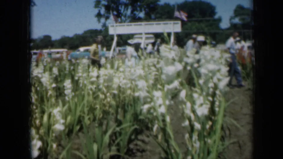 Home-movie view of white gladiolus beds in Missouri, with visitors walking on a dirt aisle and a blue car near the background sign.