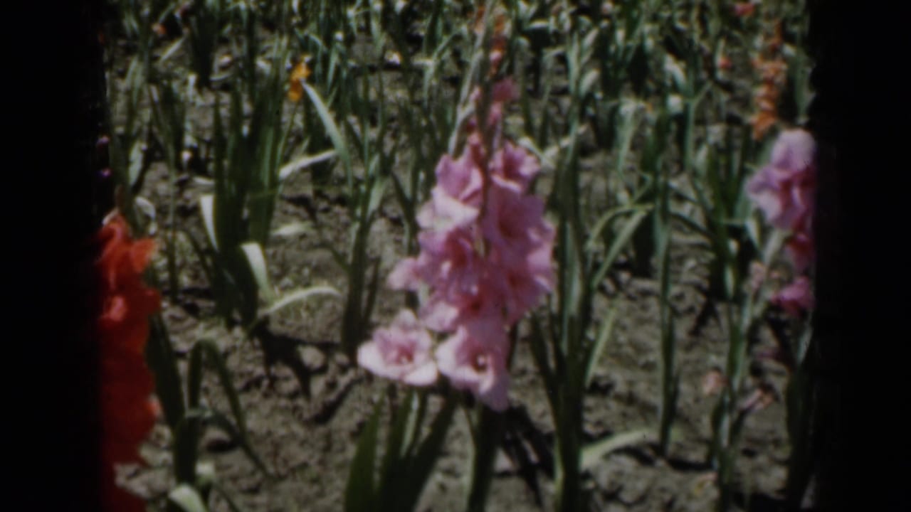 Close view of pink gladiolus flowers in the 1961 Missouri garden display, with additional flower stalks and soil rows behind them.