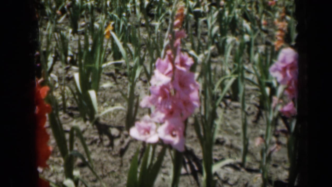 1961 Missouri 8mm frame showing pink and red gladiolus flowers among green stalks in bright garden sunlight.
