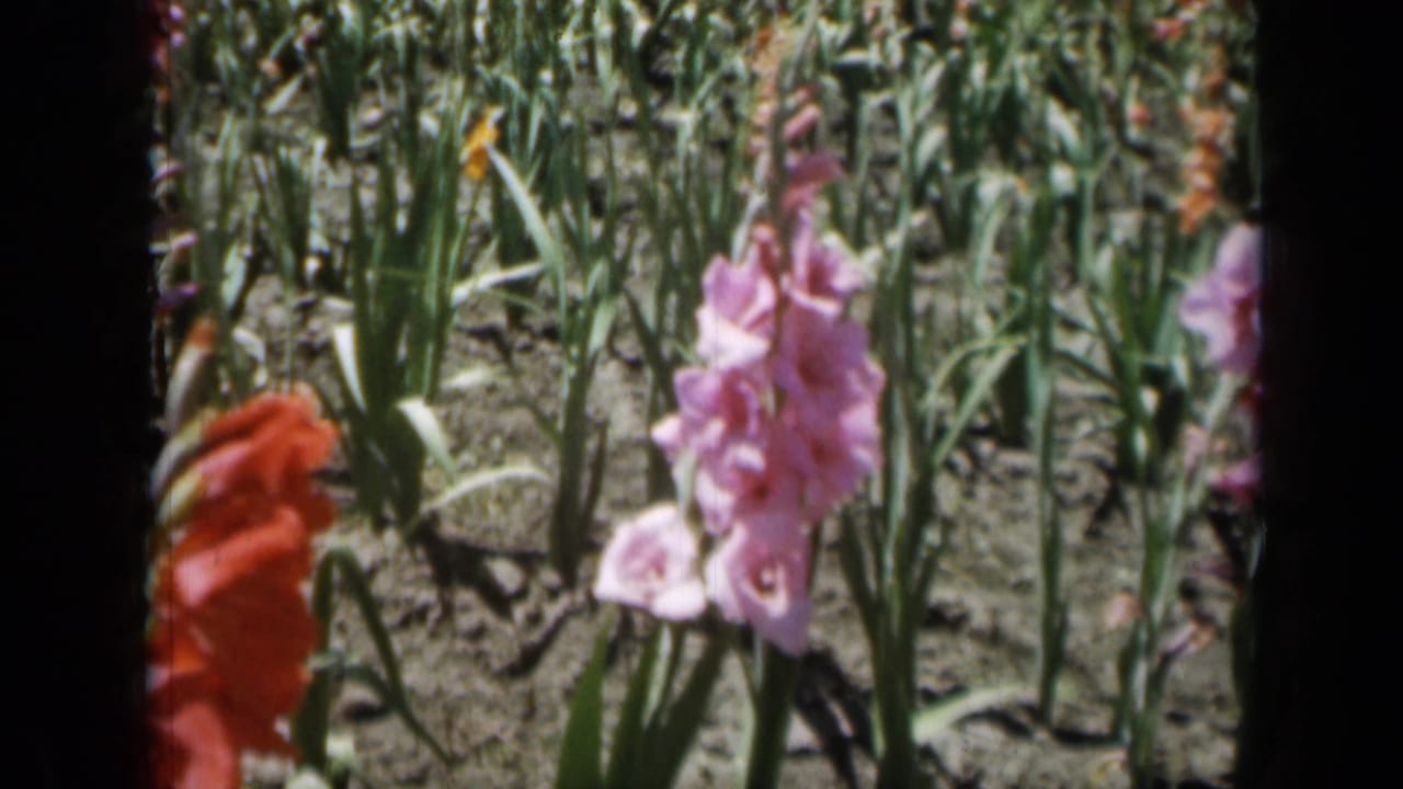 Pink gladiolus blooms with green leaves and soil behind them.