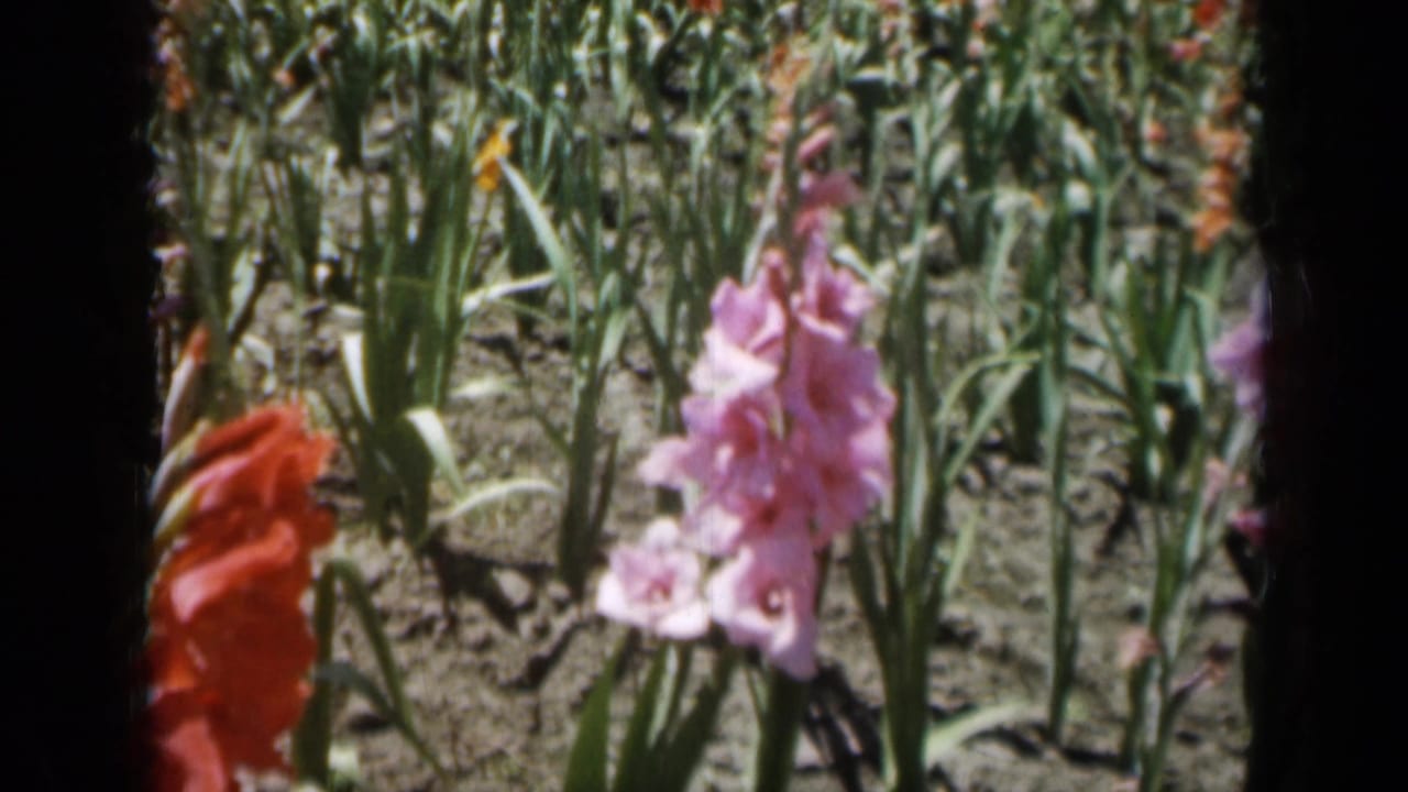 1961 Missouri 8mm frame of red and pink gladiolus flowers in planted rows, with soft focus and visible film grain.