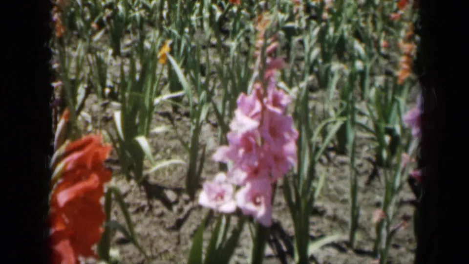 1961 Missouri 8mm frame of red and pink gladiolus flowers in planted rows, with soft focus and visible film grain.