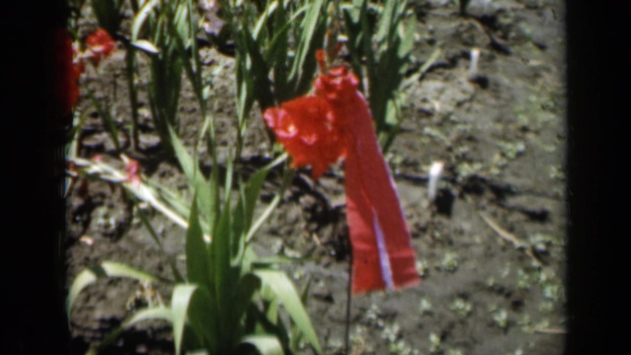 1961 Missouri garden frame showing a red ribbon tied near a plant, with green leaves and bare soil in bright daylight.