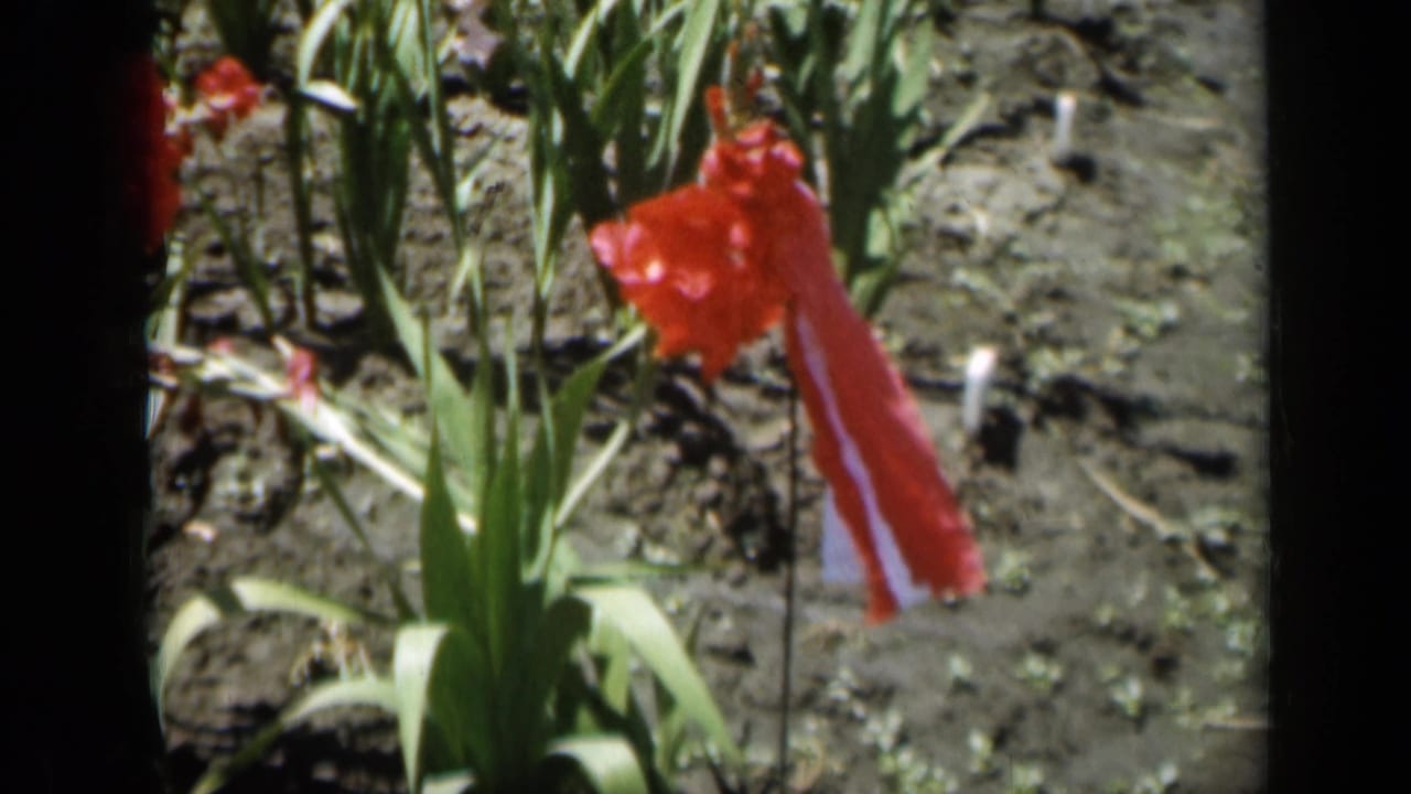 Red gladiolus with a red ribbon among garden plants and dark soil.