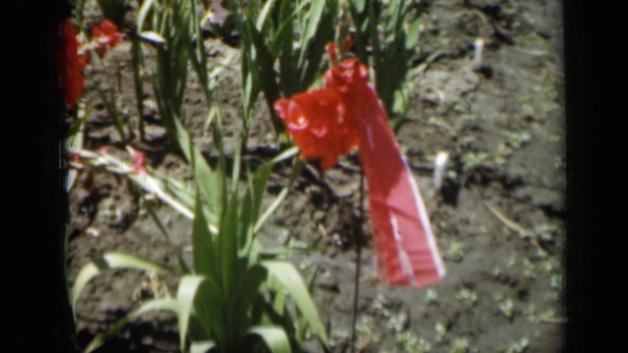 Red ribbon tied near a red gladiolus in a planted garden row.