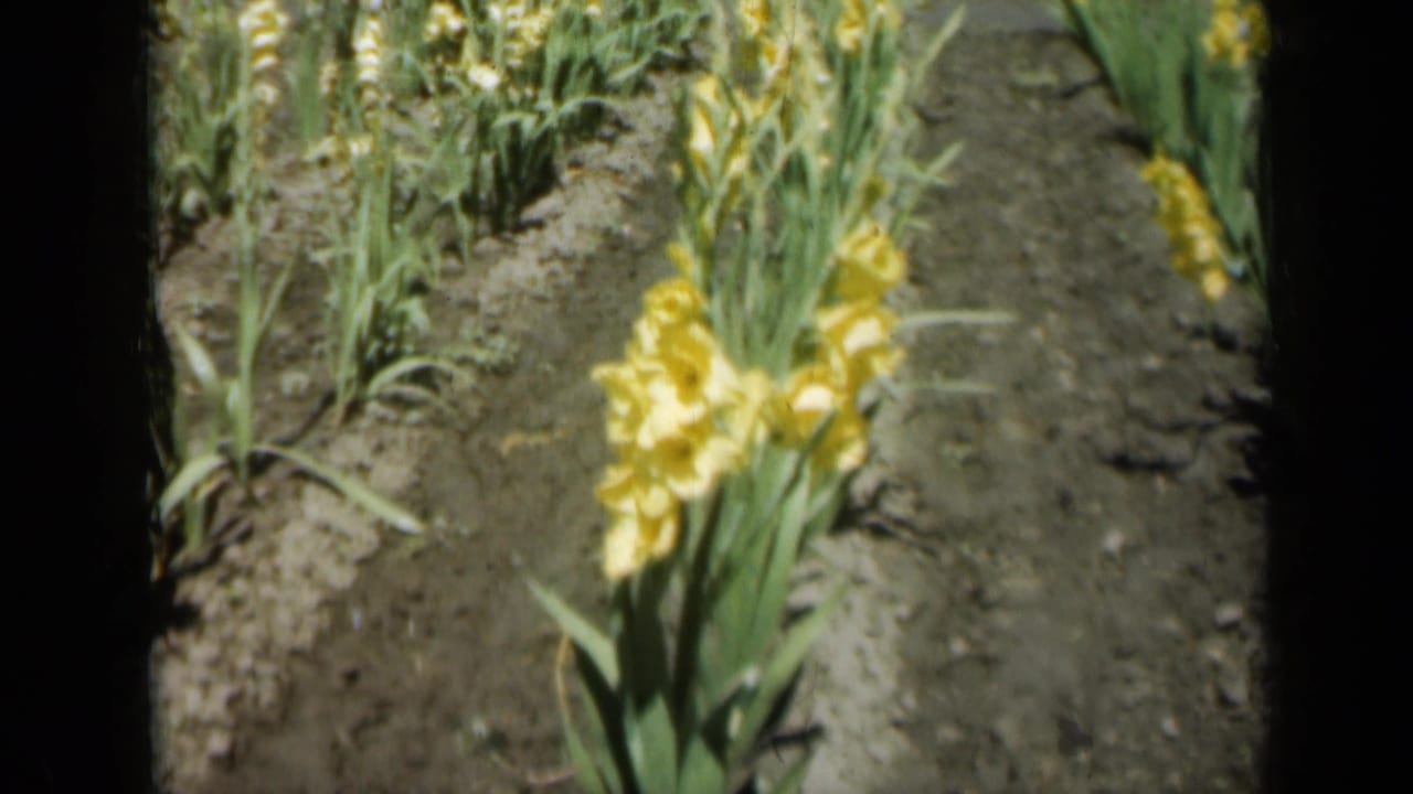 1961 Missouri 8mm frame showing yellow gladiolus flowers in a cultivated garden row with green leaves and dark soil.