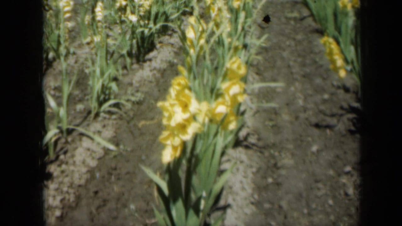 1961 Missouri home-movie frame of yellow gladiolus flowers and green foliage in a cultivated garden bed.