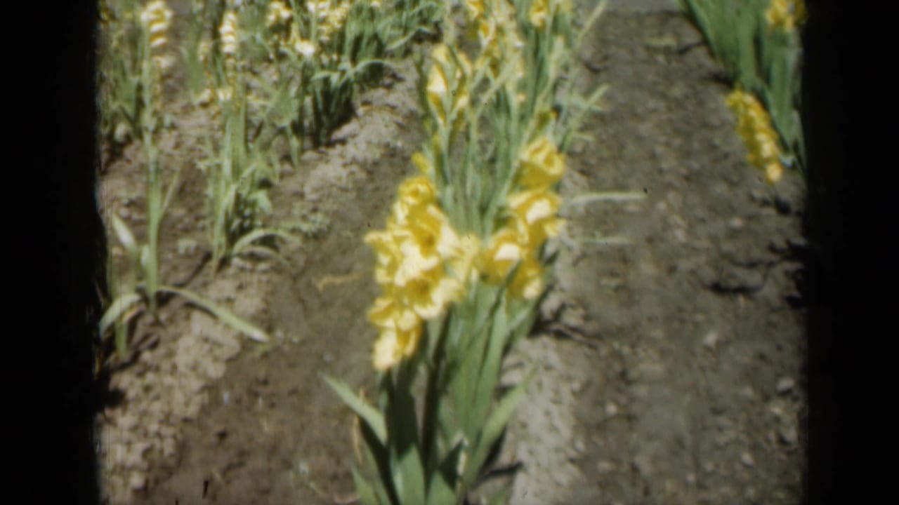Yellow gladiolus flowers growing in rows with dark 8mm film borders.