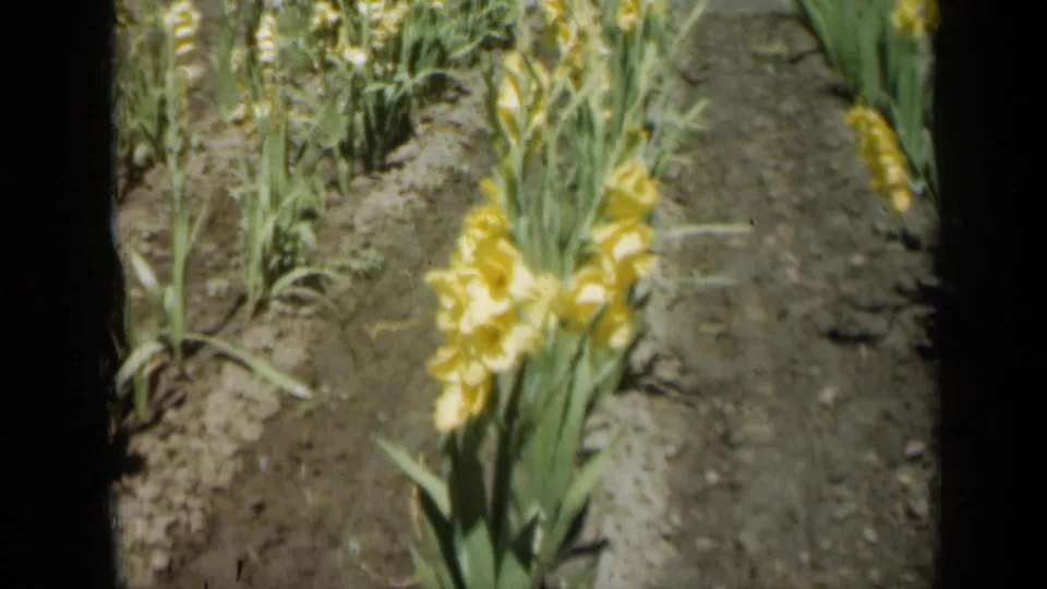 1961 Missouri 8mm frame showing yellow gladiolus blooms in a cultivated flower row with soil paths and dark film edges.