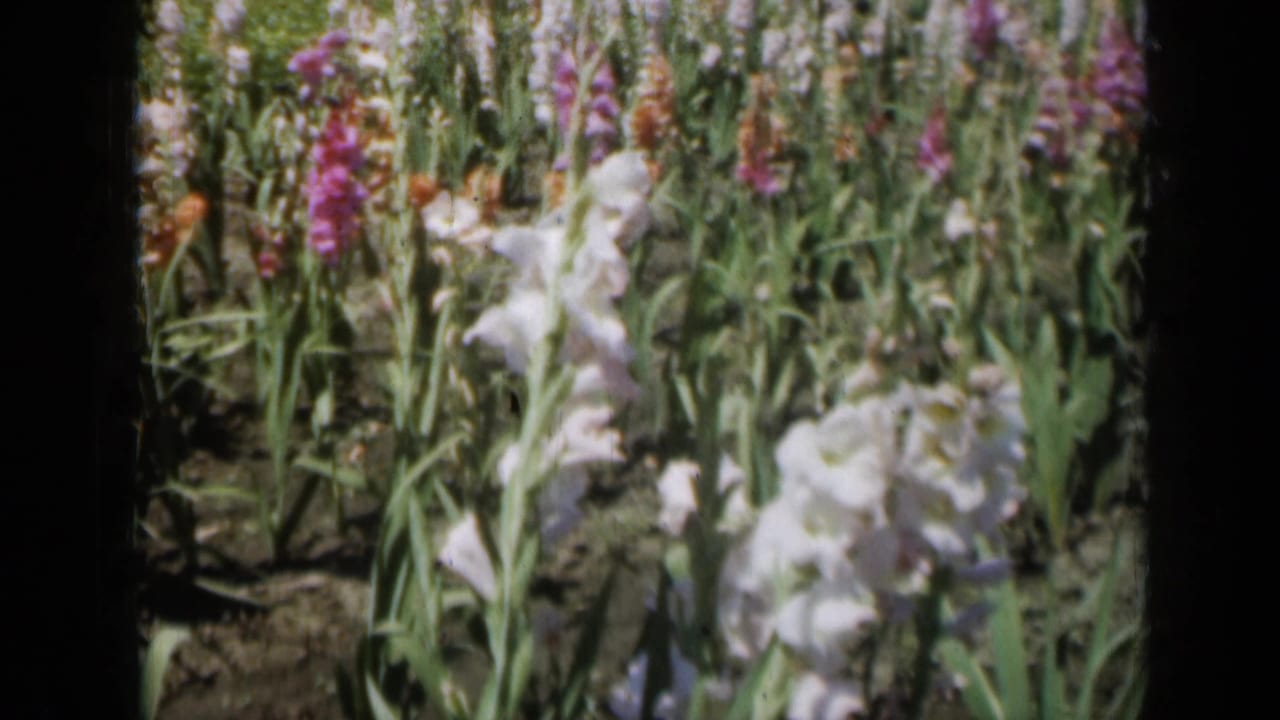White and purple gladiolus flowers in a dense garden field.