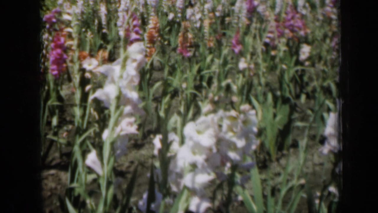 1961 Missouri home-movie frame showing white gladiolus blooms clustered in front of purple flower rows and green foliage.
