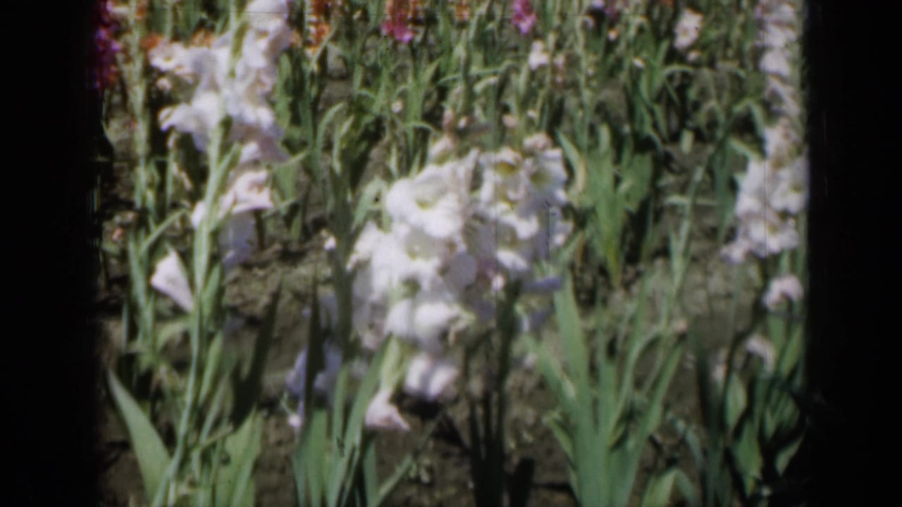 1961 Missouri 8mm frame showing white gladiolus blossoms, tall green leaves, and mixed flower rows in bright daylight.