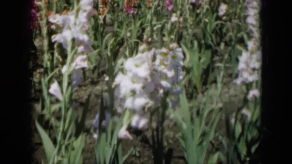 1961 Missouri 8mm frame showing white gladiolus blossoms, tall green leaves, and mixed flower rows in bright daylight.