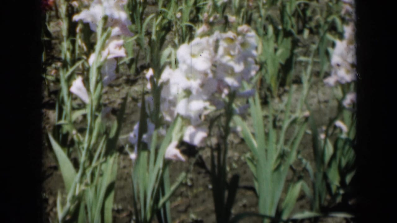 Close 1961 Missouri 8mm frame of pale gladiolus blooms and tall leaves growing in bare soil.
