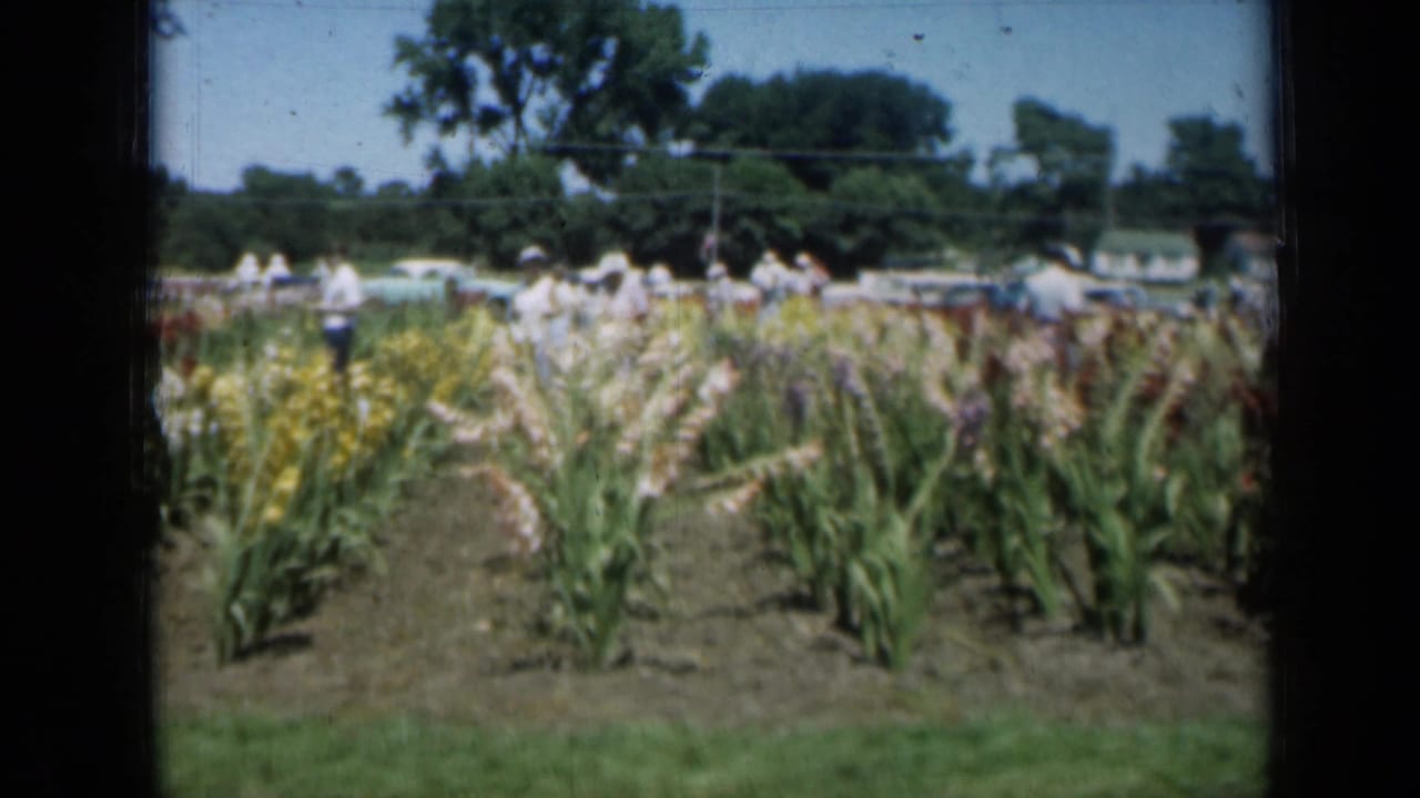 Rows of flowering plants with distant people, trees, utility lines, and parked cars.
