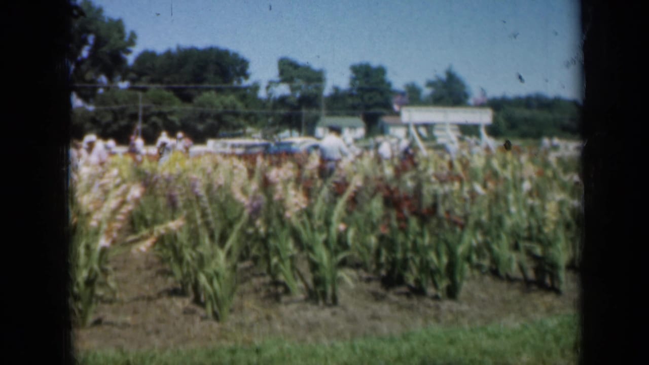 Wide 1961 Missouri garden frame with blooming gladiolus rows, distant visitors, parked cars, tree line, utility wires, and bright sky.