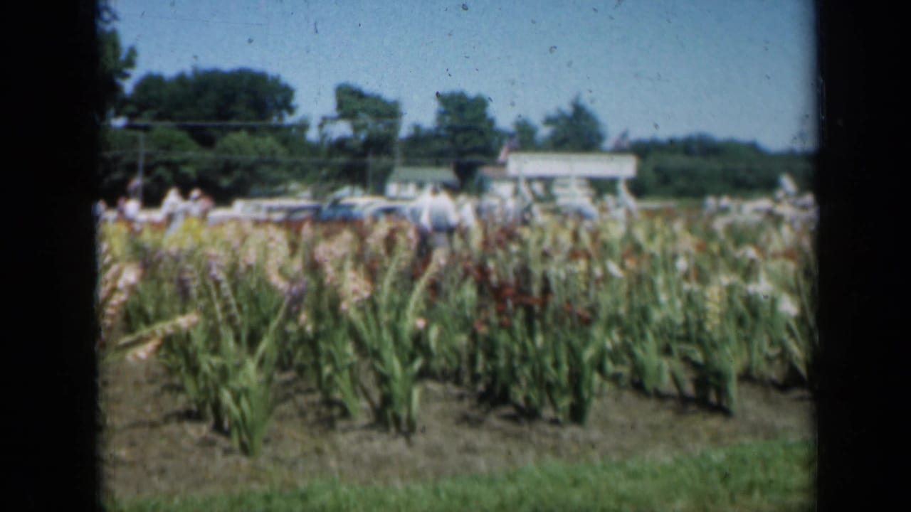 1961 Missouri 8mm frame showing corn rows with flowering plants, distant visitors, parked cars, trees, and blue sky.