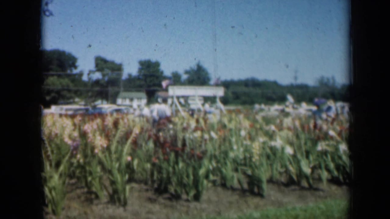 1961 Missouri home-movie frame with a person in a white shirt walking near corn rows and visitors by parked cars.