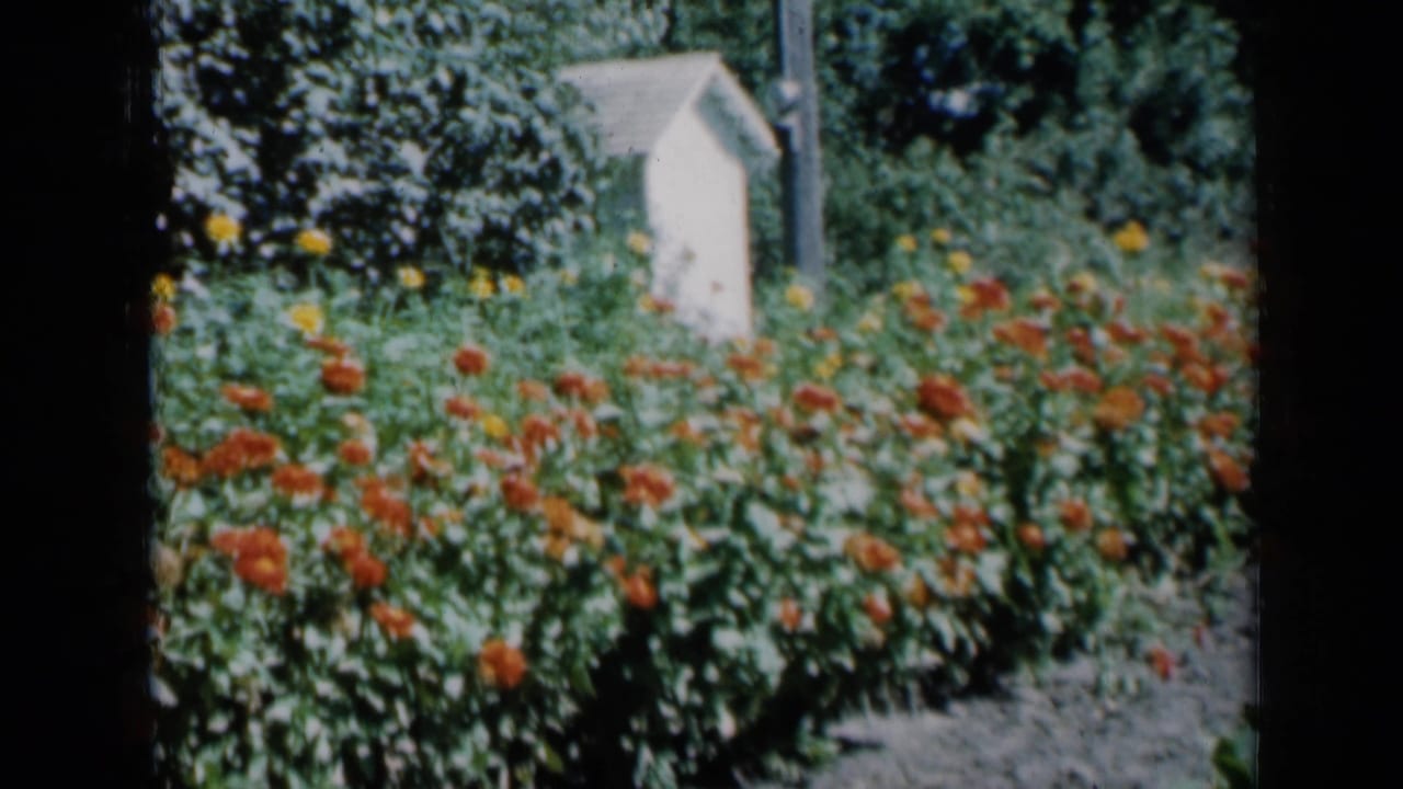 Rows of orange flowers in a sunny garden with a white shed and utility pole behind them.