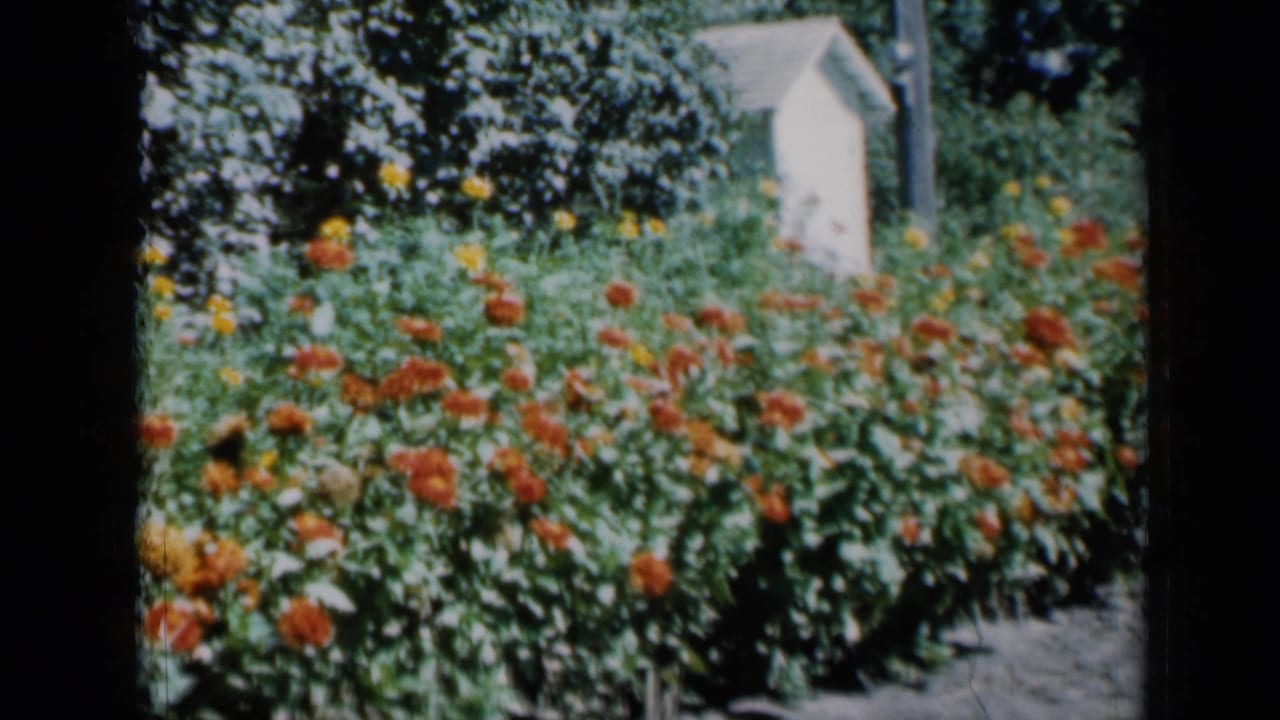 Flowering garden with orange and yellow blooms, leafy trees, a white shed, and a utility pole.