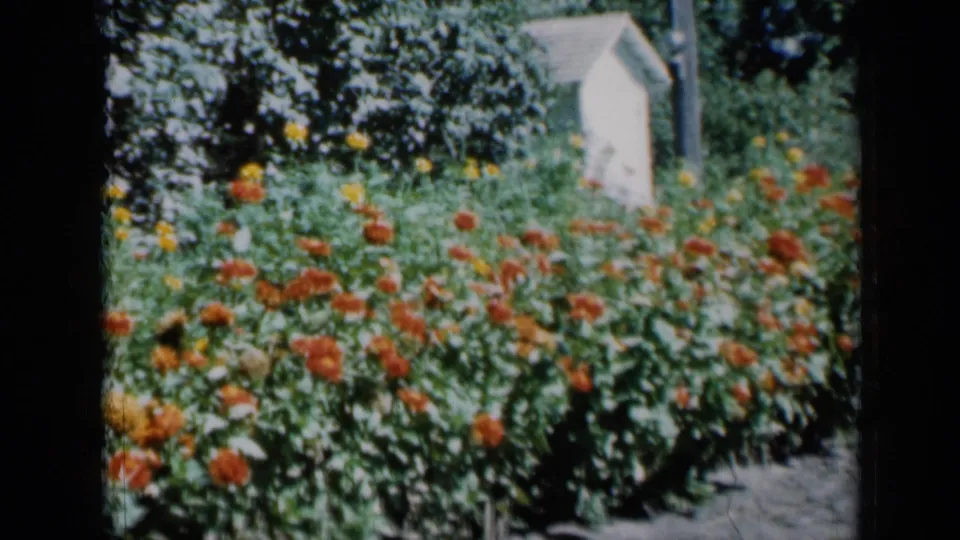 1961 Missouri home-movie frame of orange and yellow garden flowers under trees, with a small white shed and pole in the background.