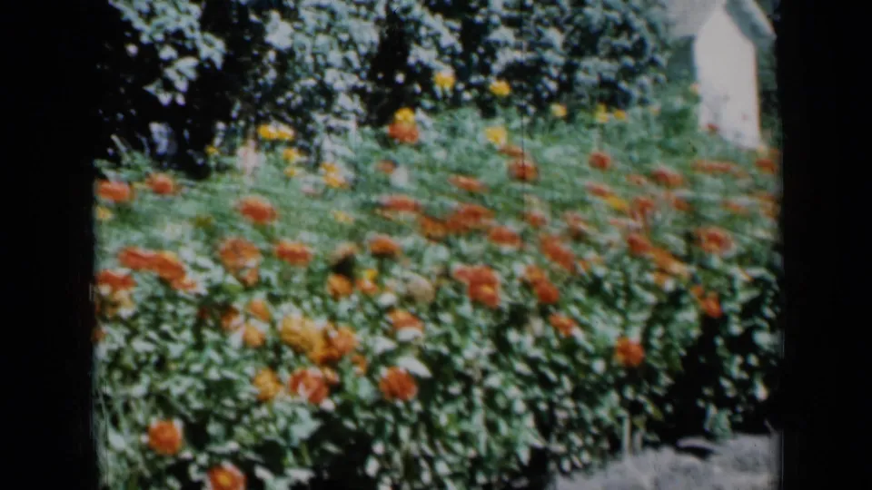 1961 Missouri 8mm frame with motion-softened orange flowers, leafy garden rows, heavy shade, and a small white shed in back.