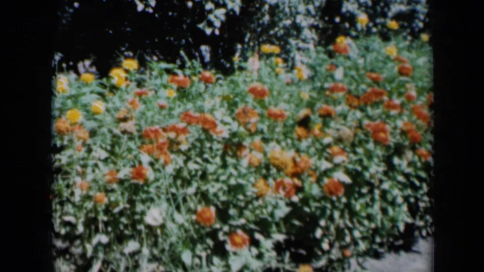 1961 Missouri home-movie frame focused on a thick bed of orange and yellow flowers, green foliage, and shaded tree cover.
