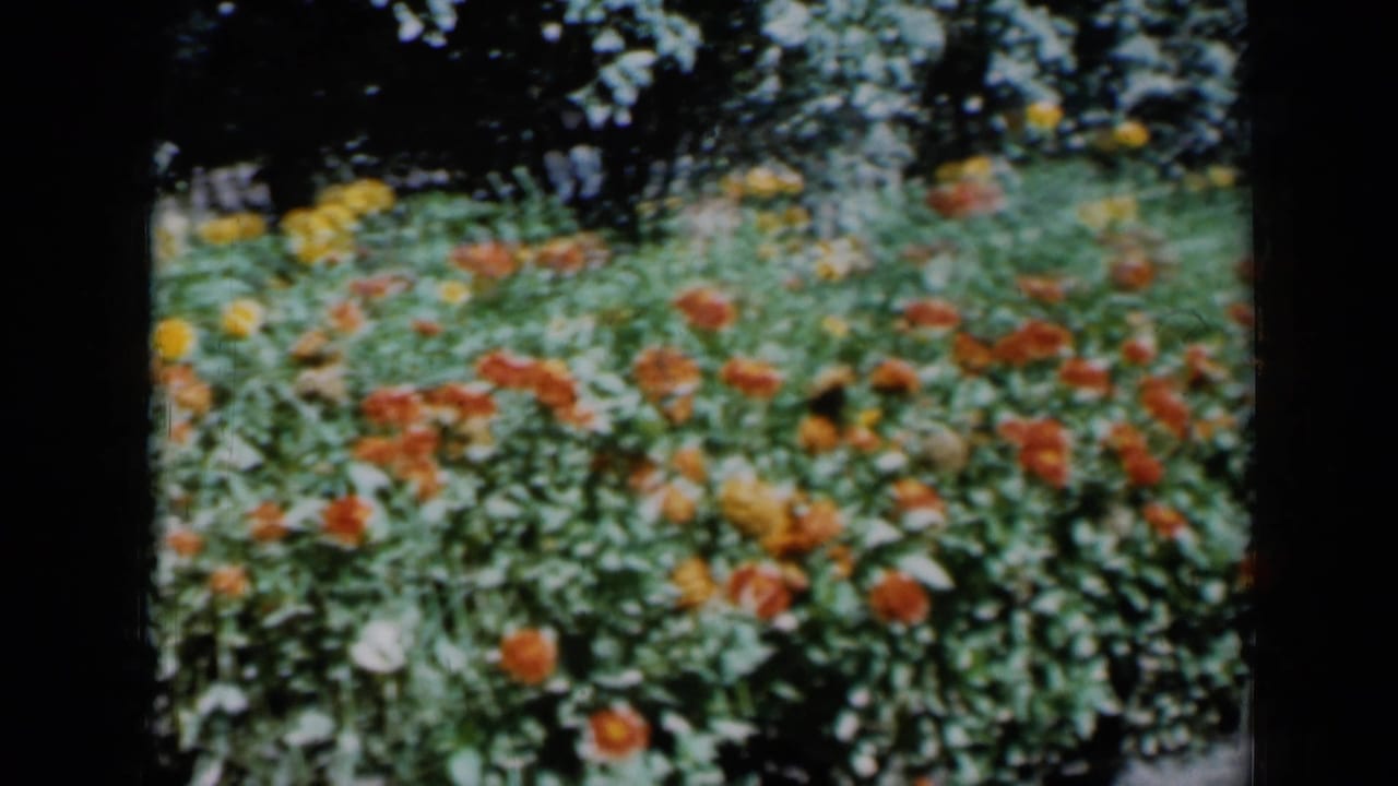Orange and yellow flowers fill a garden bed beneath dark tree shade.
