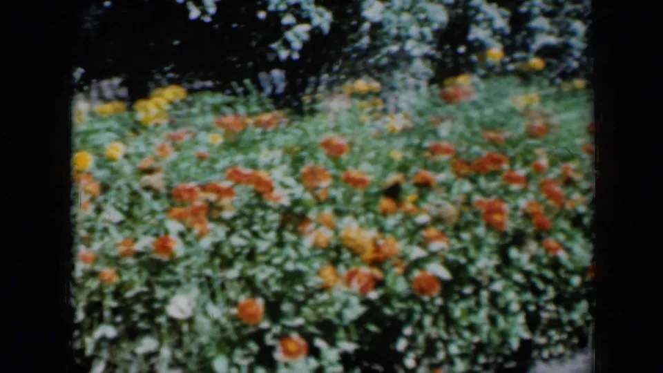 1961 Missouri 8mm frame showing orange and yellow garden flowers beneath a shaded tree line.
