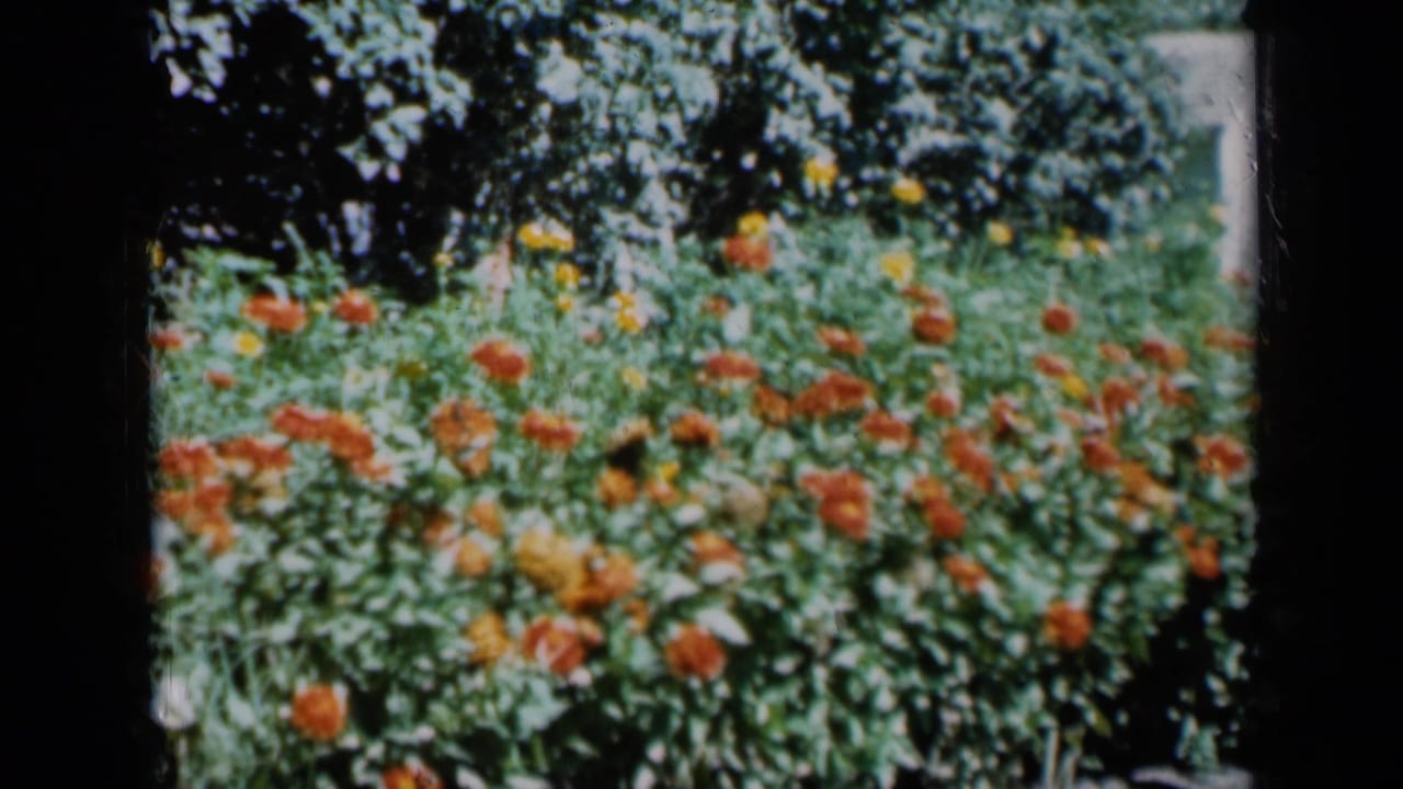 Flowering plants extend across the frame with trees in the background.