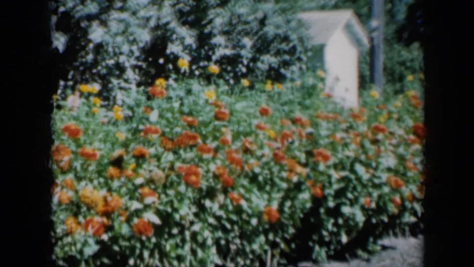 1961 Missouri home-movie frame showing flowers with a small white shed-like structure at right.