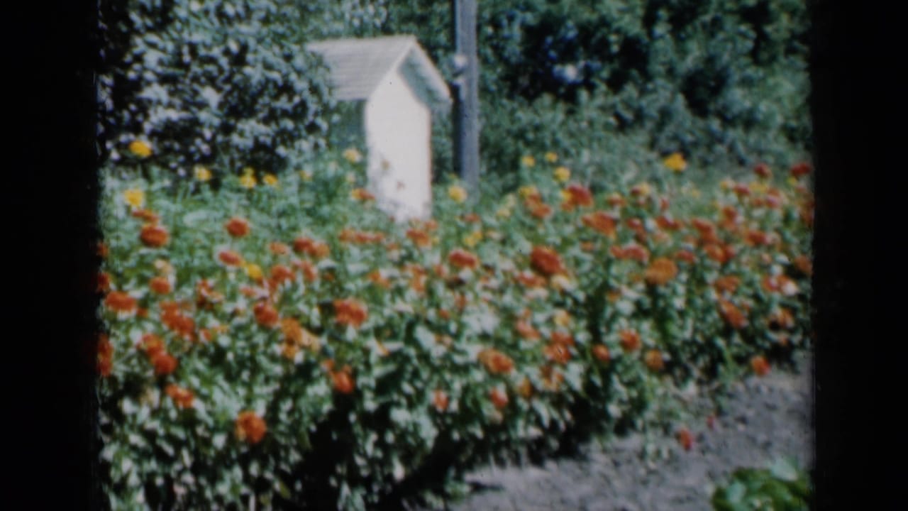 Orange flowers line a path beside a small white outbuilding and trees.