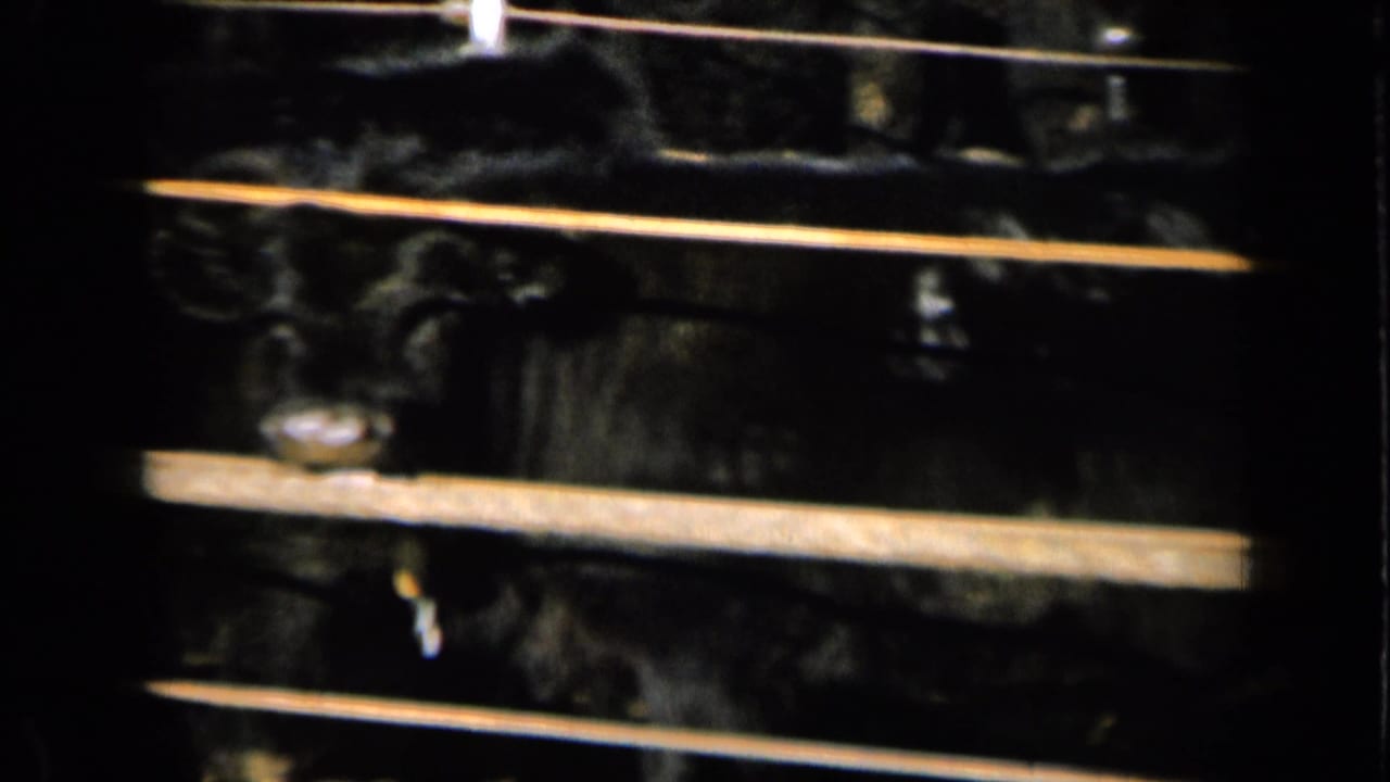 Black cattle standing behind horizontal gate rails in a dark, dusty enclosure.