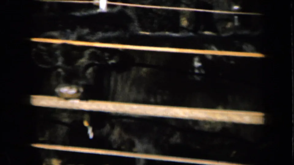 1961 Missouri 8mm frame showing black cattle partly obscured by horizontal gate rails in a shaded farm enclosure.