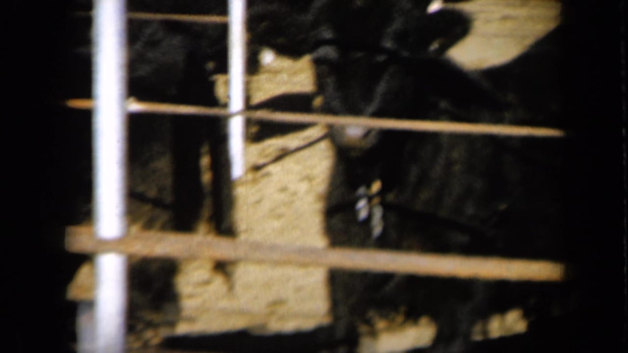 A black cow stands near gate rails on sunlit dirt.