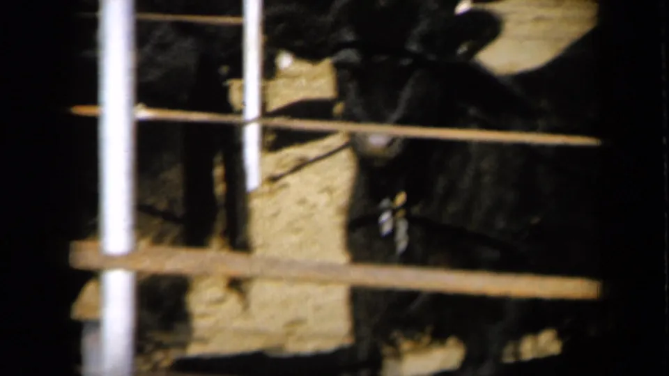 1961 Missouri home-movie frame with a black cow near weathered gate rails and bright dusty ground.