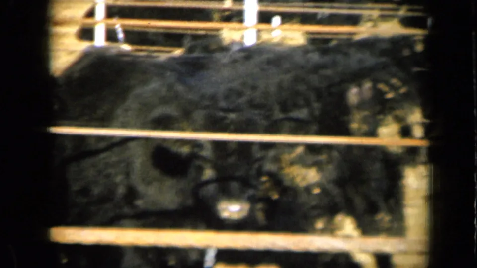 1961 Missouri 8mm frame showing black cattle close to the gate, with rails crossing the foreground.