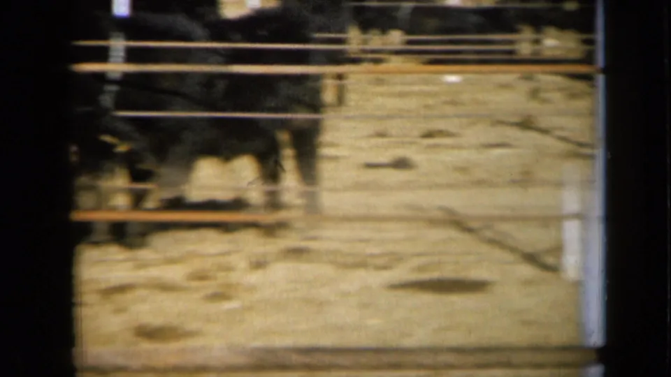 1961 Missouri frame showing cattle behind horizontal rails in a bright, dusty livestock pen.