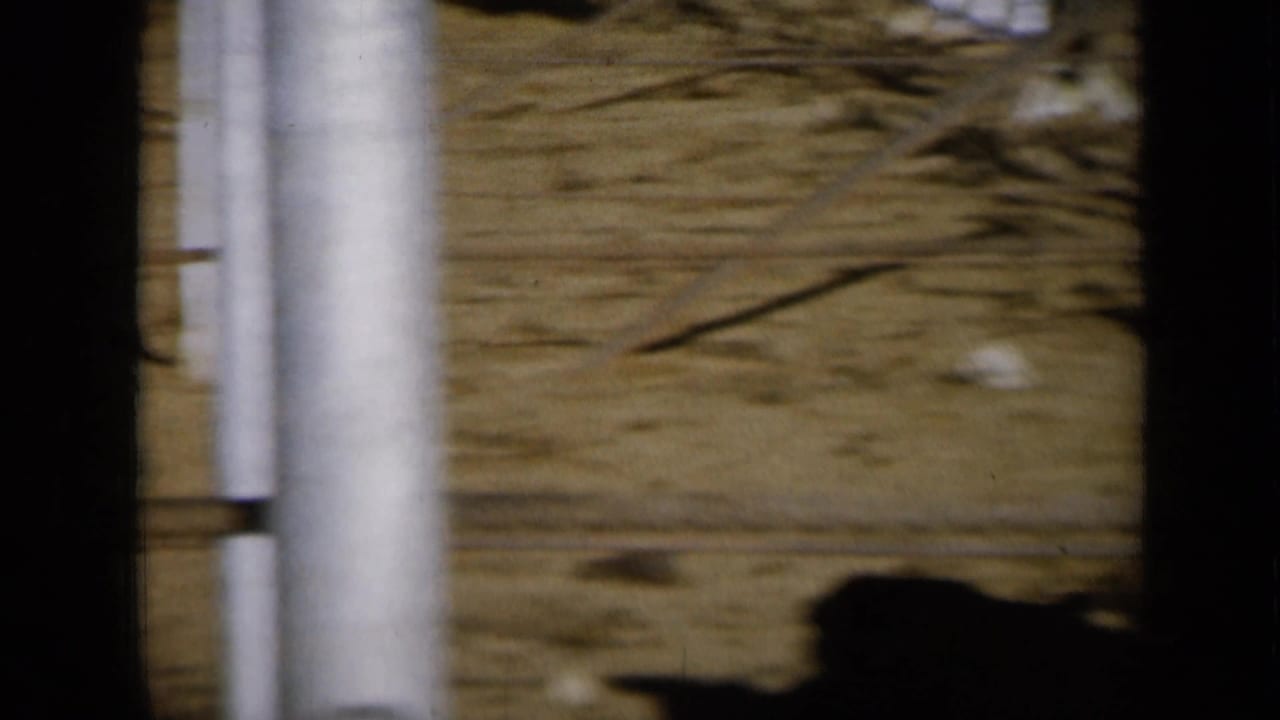 Dusty cattle pen with metal fencing and a dark animal partly visible behind bars.
