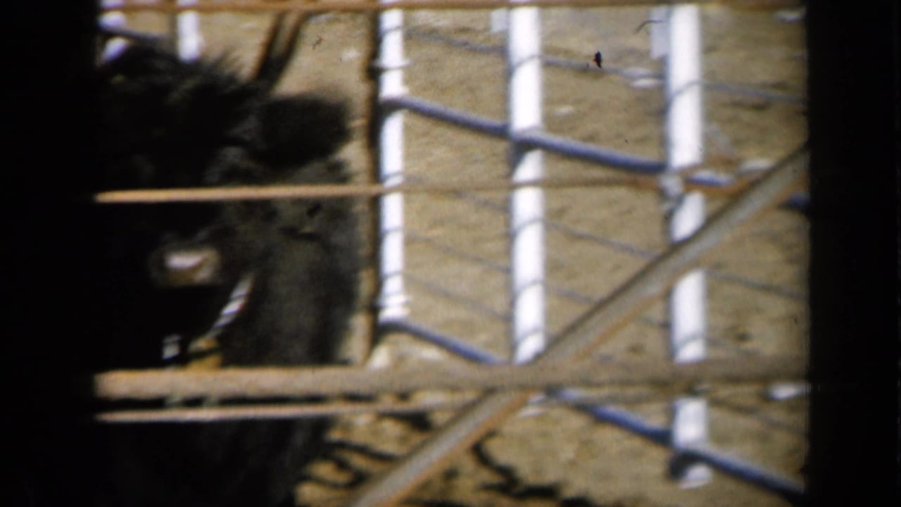 Dark cattle stands or moves behind white pipe fencing in a 1961 Missouri farm enclosure.